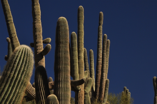 saguaro cacti